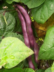 Themed Kitchen Gardens - The French Garden Image